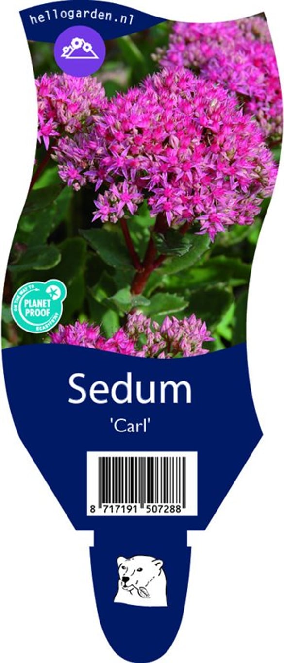 Sedum 'Carl' - P11